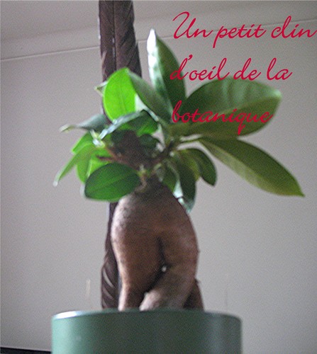 Strixmann - Homme BDSM - Enghien-les-Bains